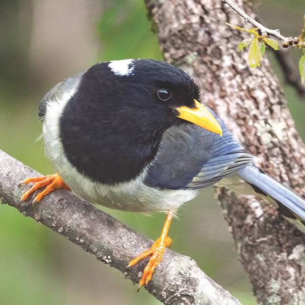 Magpie Magic