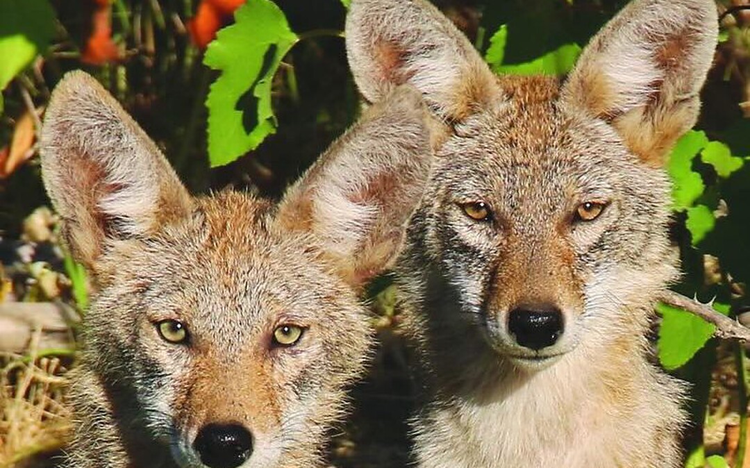 Coyote Calling