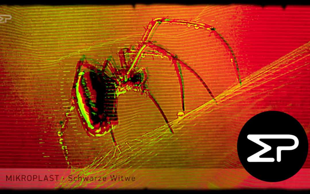 Spin­nen auf YouTube