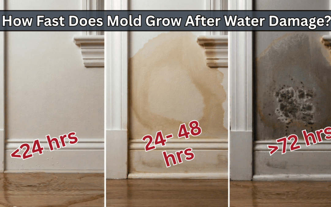 How Fast Does Mold Grow After Water Damage? A Timeline for CT Homeowners