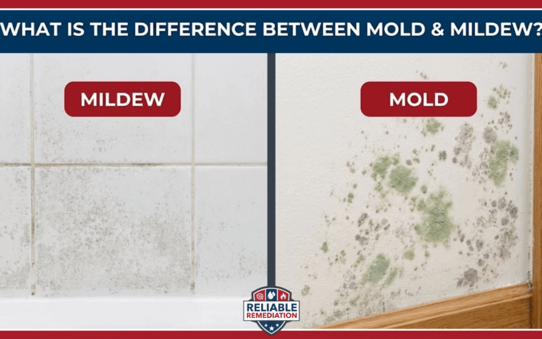 What Is the Difference Between Mold and Mildew?