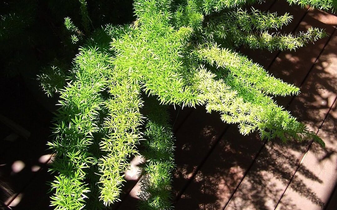 5 Florida Invasive Plants You Should Eradicate
