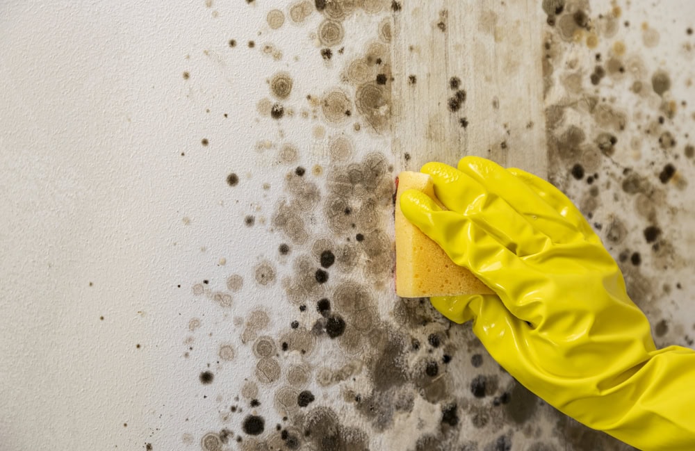 Alpharetta Neighborhood Mold Awareness: Tips for Residents