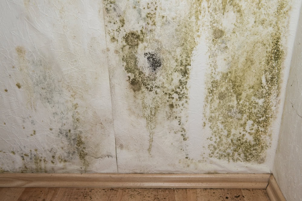 Common-Mold-Myths-Dispelling-Misconceptions-for-Alpharetta-Residents-The-Mold-Assassins