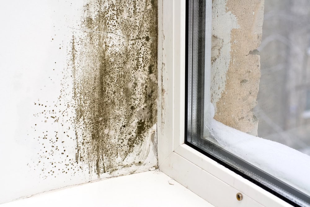 Dealing with Mold After Water Damage in Alpharetta Homes