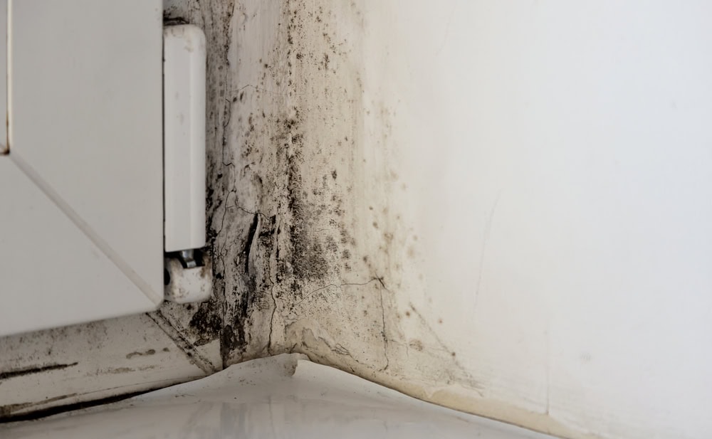 Mold-Free-Renovations-Alpharetta-Home-Improvement-Tips-The-Mold-Assassins