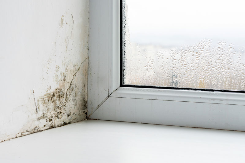 black mold