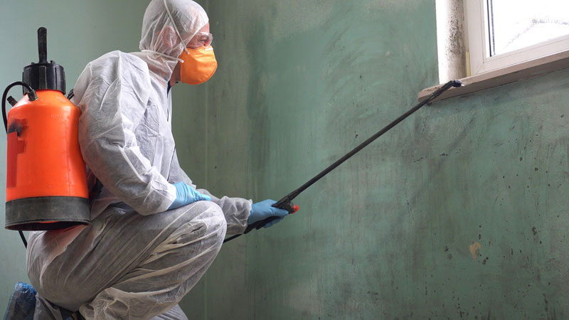 mold