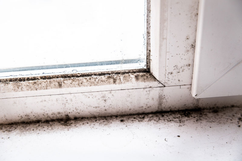 black mold on window