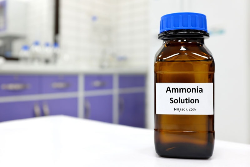 ammonia kill mold