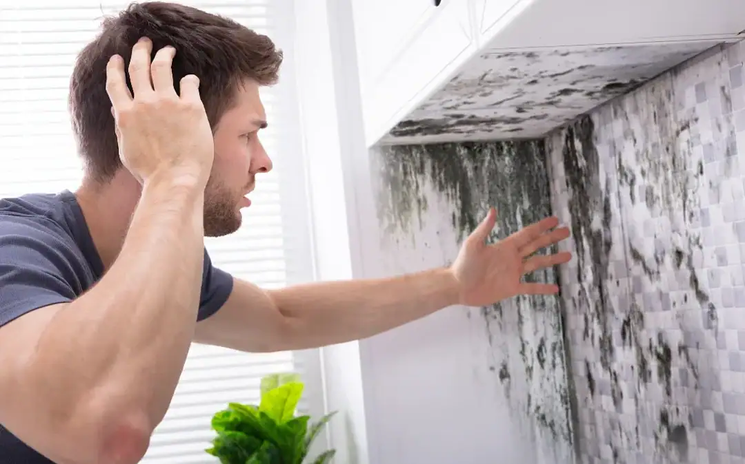 Mold Remediation Solutions in Palmetto, Georgia