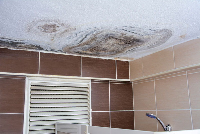 Mold Remediation Winder, Georgia 30680