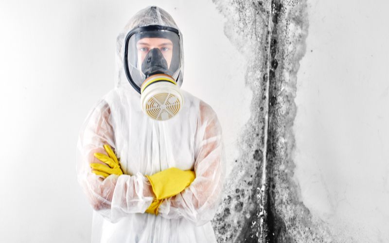 mold vs fungus