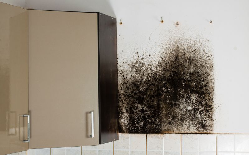conditions for mold