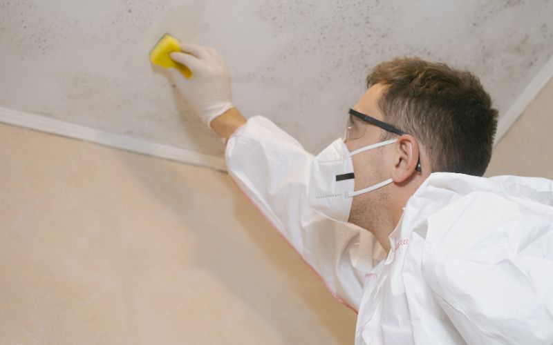 mold remediation