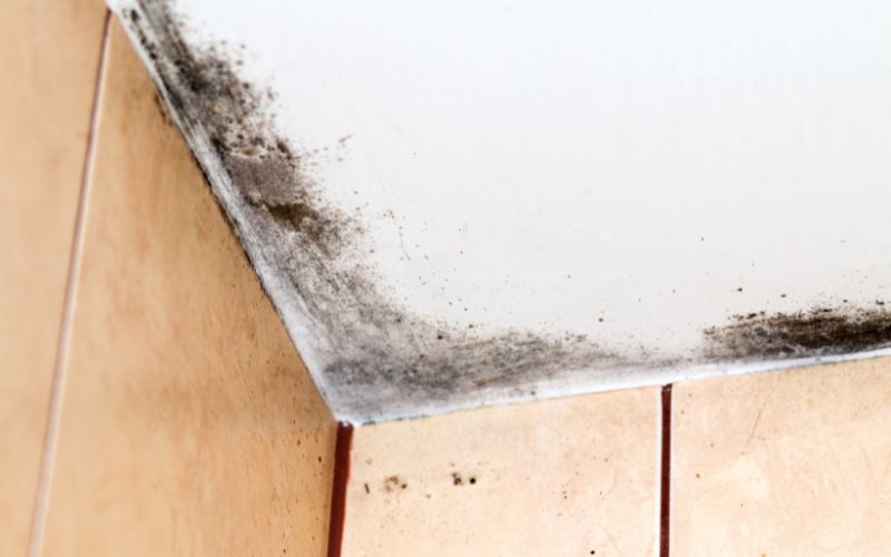 mold in bathroom ceiling vs walls