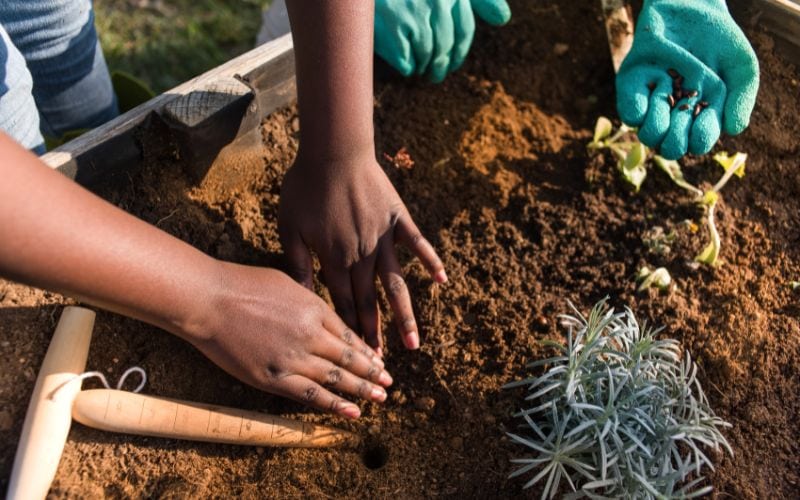 mold-free plant soil