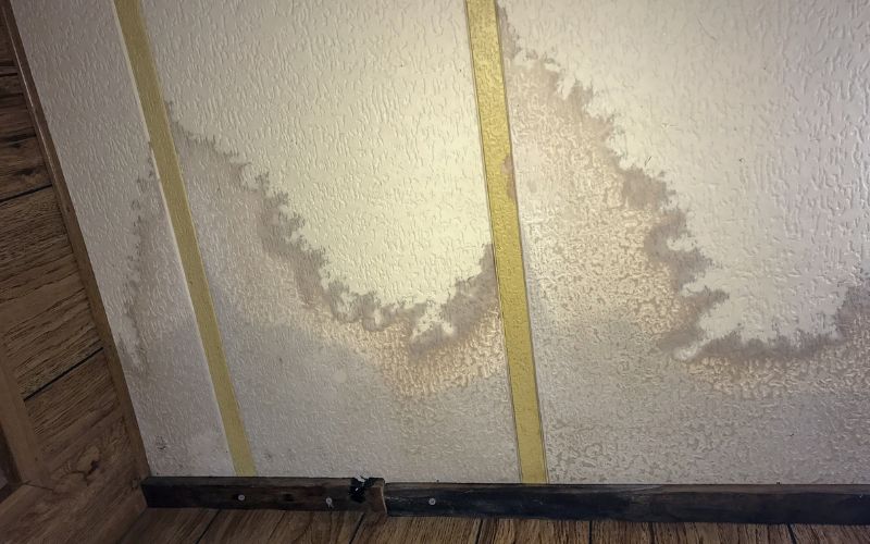 water mold your home