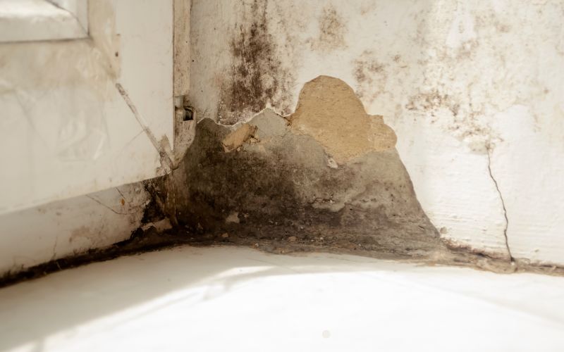 water mold