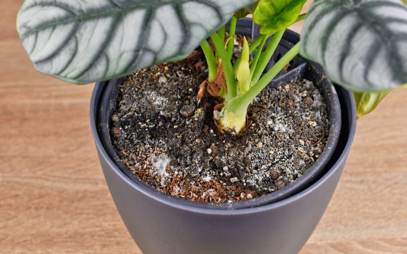 mold growth in plant soil