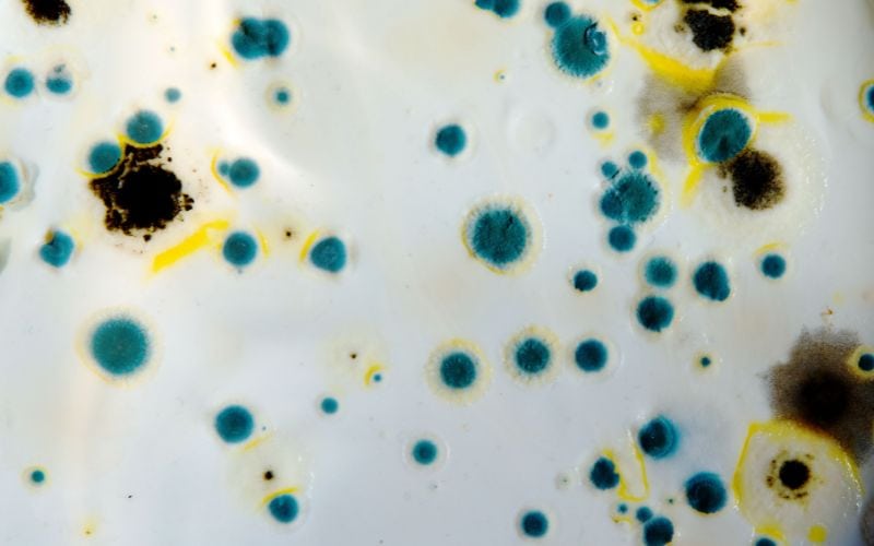 mold in water