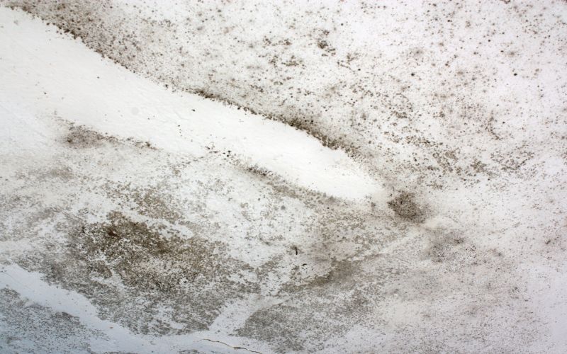When to Worry: Non-Toxic vs. Toxic Mold in Your Home