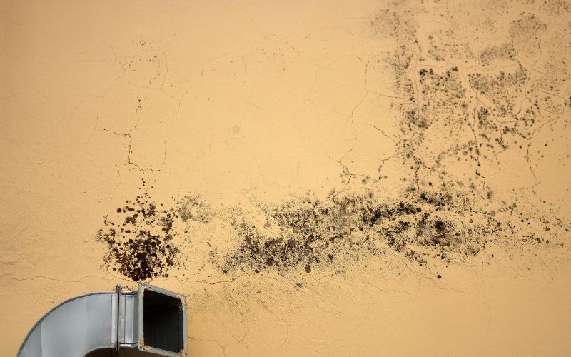 mold grow under sink