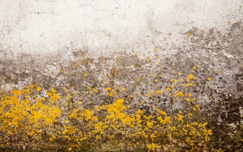 mold grow overnight