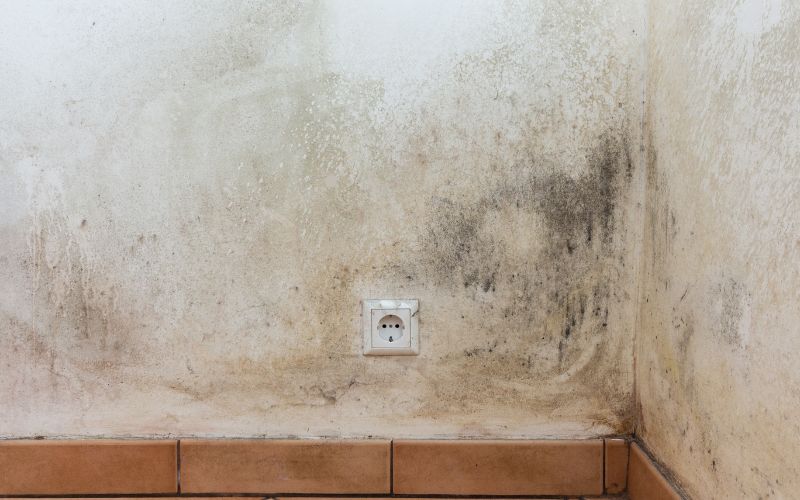 mold testing methods