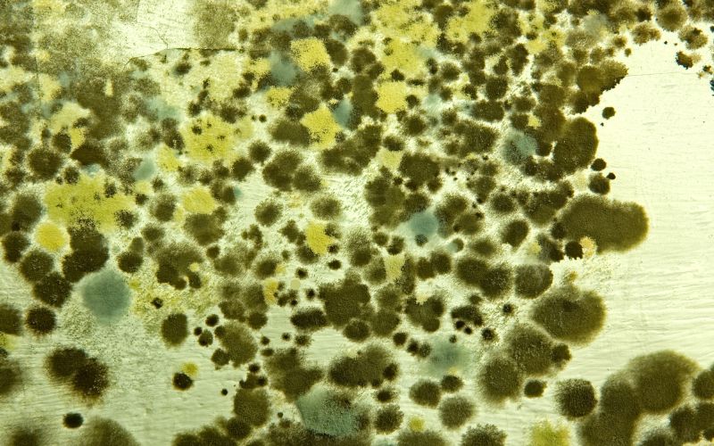 mold exposure increase risk of cancers