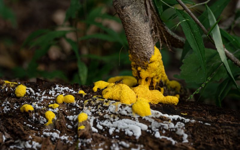 DIY Gardening Tips to Prevent White Mold Growth