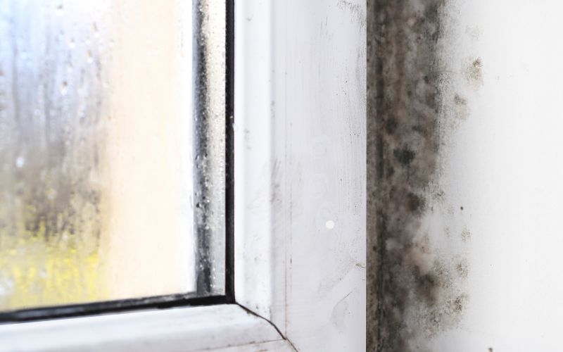 mold on windows in winter