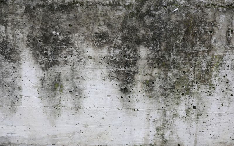 The Mold-Cancer Controversy: Debunking Misconceptions