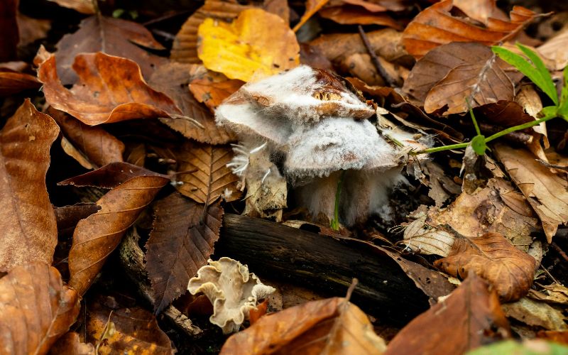 mold on mushroom