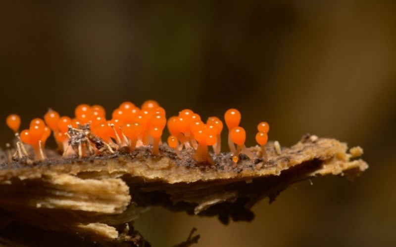 mold on mushrooms