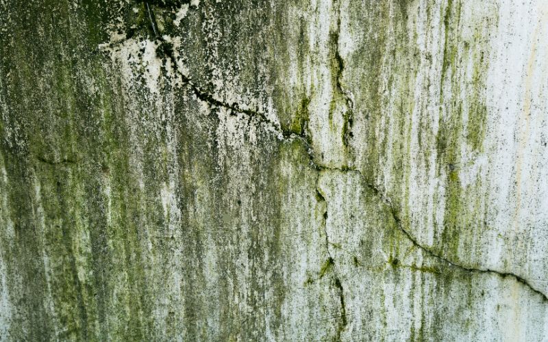 Can Cold Weather Kill Mold? What Science Says