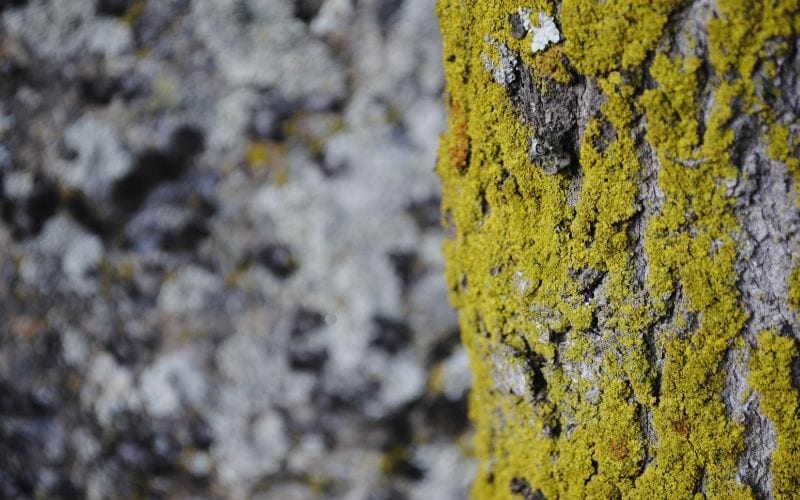 Mold vs Bacteria: What’s the Real Difference