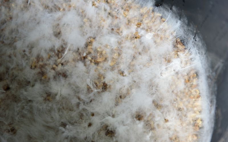 Distinguishing Between Mycorrhizae And White Mold