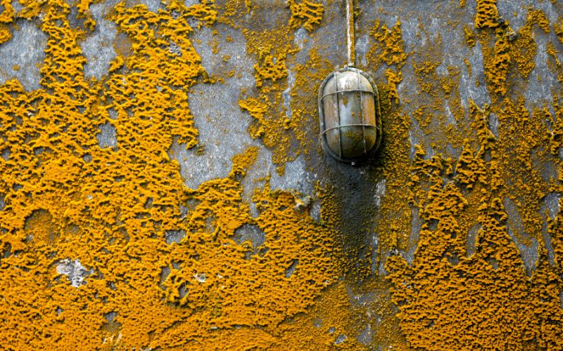 Orange Mold on Food and Walls: Dangers You Shouldn’t Ignore