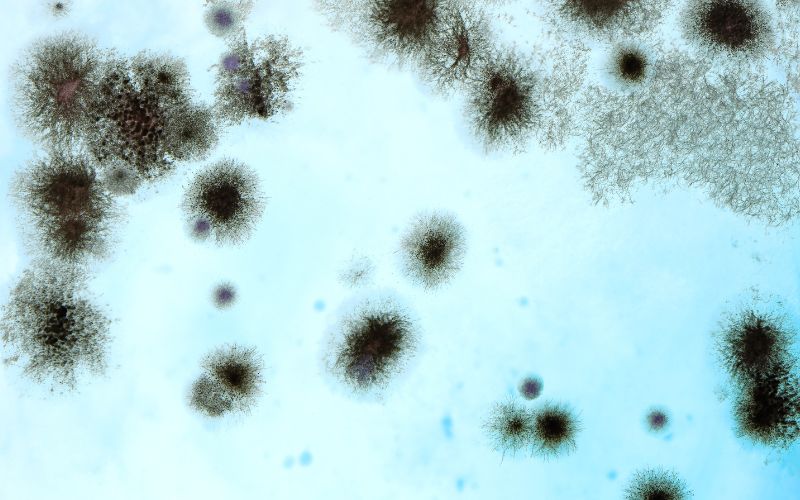Are Spores Bacteria? Understanding Mold Reproduction