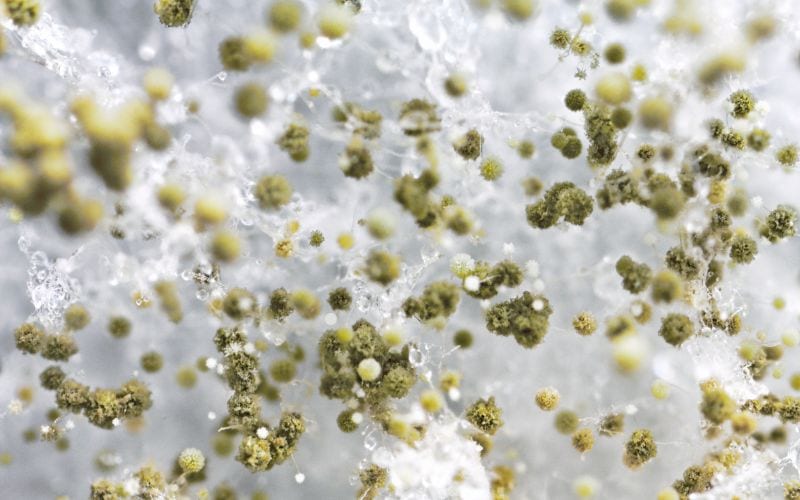 White Fuzzy Mold In Soil? Here’s How To Treat It