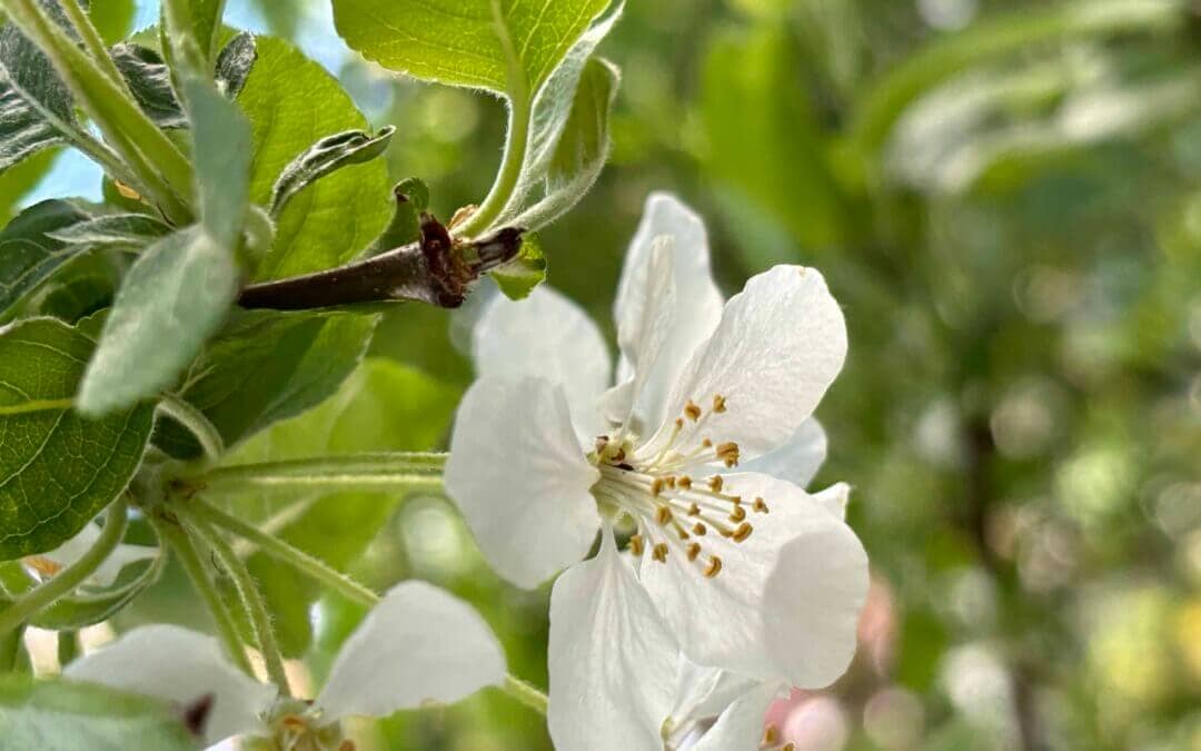 Kirschblüte im April