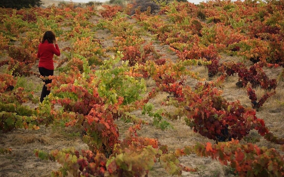 Viñedos de Bodegas Almaroja