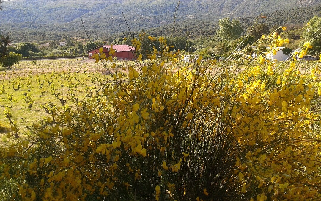 Cata – presentación de Bodegas Fuentegalana