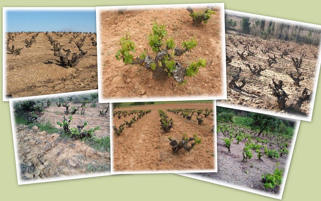 Goyo García Viadero. Viñas