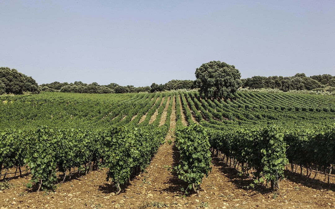 Vinos de Ronda: desde el siglo I a.C. hasta hoy.