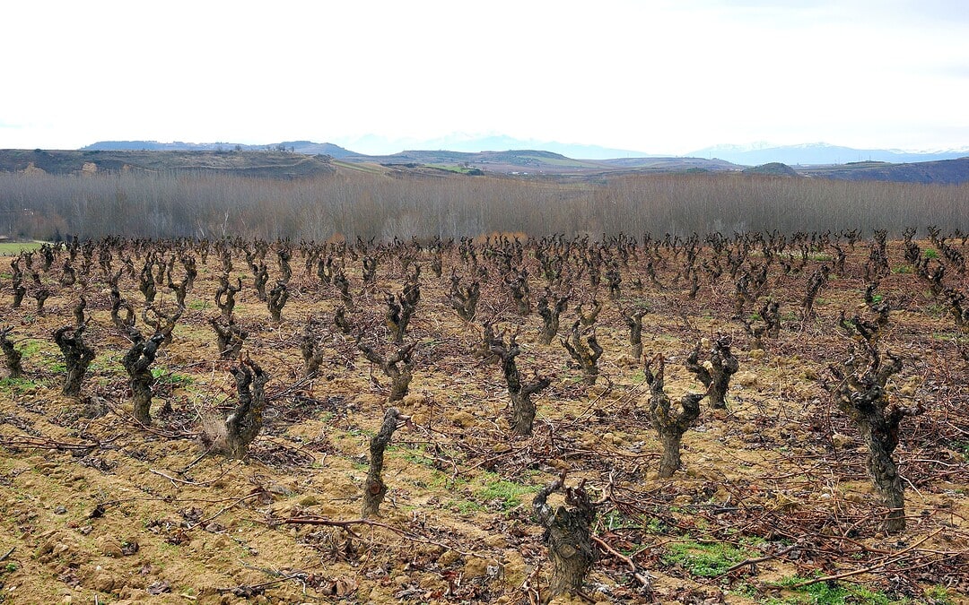 Bodega Hermanos Peciña o el clasicismo riojano bien entendido