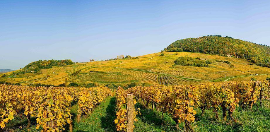 Recorrido por Vignerons y vinos del Jura: vinos por descubrir.