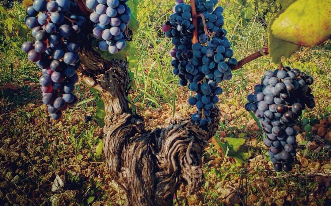 Cata de vinos de Mallorca. ¡Tanto por descubrir y disfrutar!