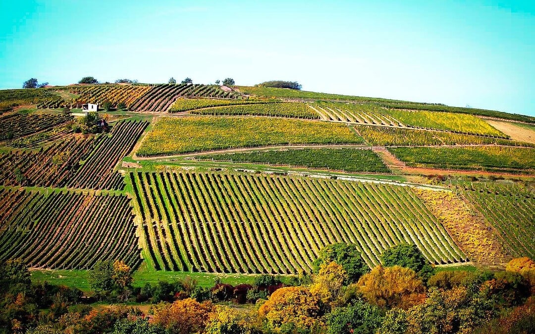 Los vinos secos de Szent Tamás